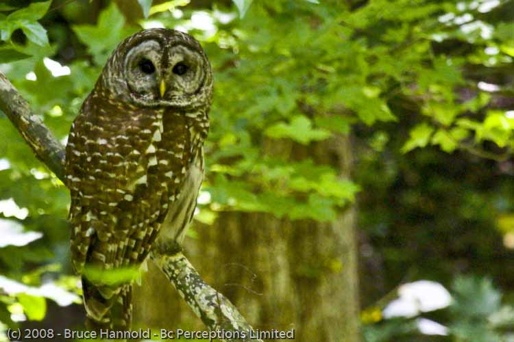 BARRED OWL